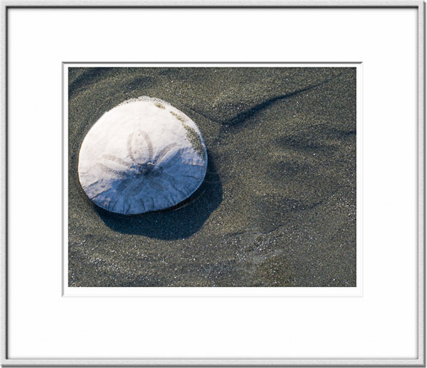 Image ID: 100-159-6 : Sea Urchin Rests In Peace 